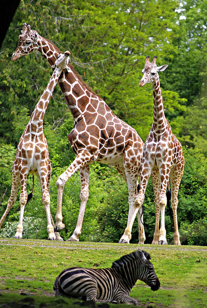 Giraffidae