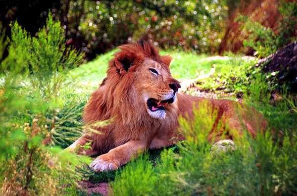 Photo of Panthera leo