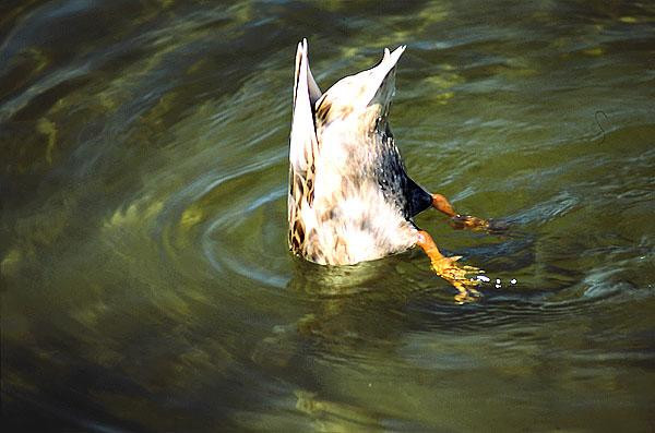 mallardfeeding