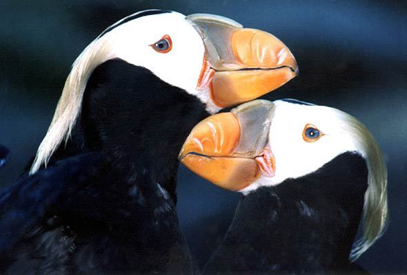 puffins