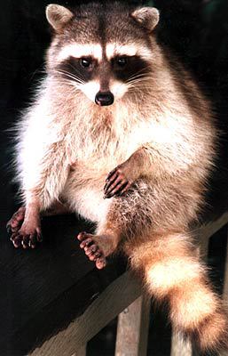 racoon