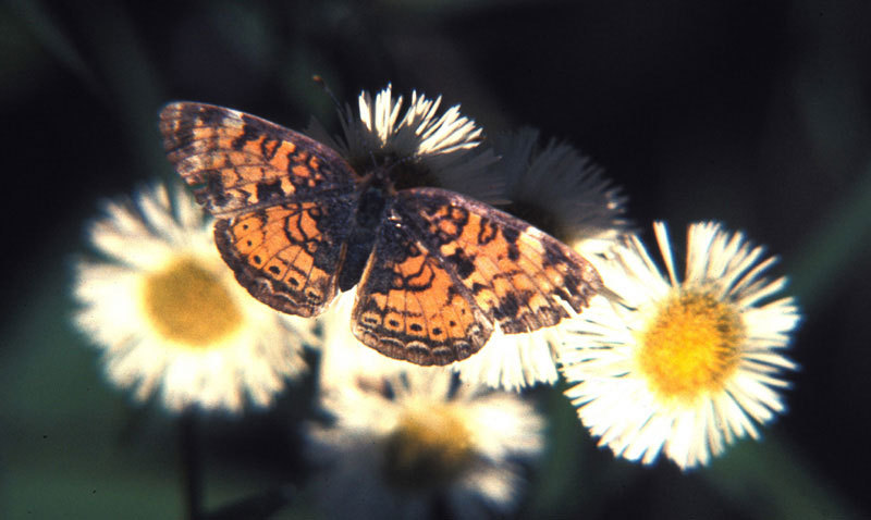 0010checkerspot