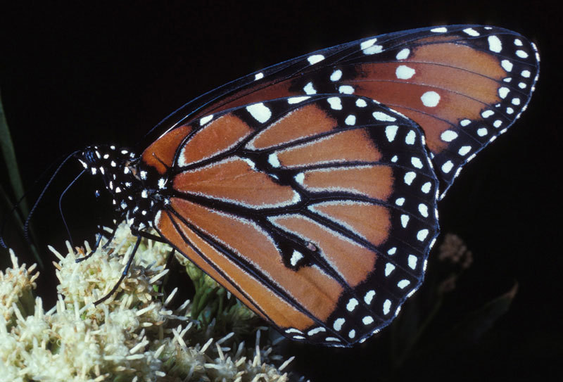 Danaus gilippus