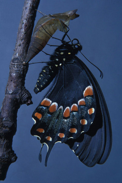 Papilionoidea