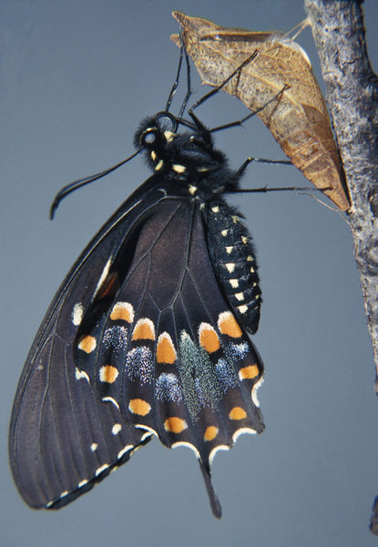 Papilionoidea