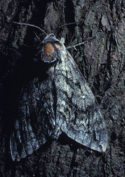 Lepidoptera