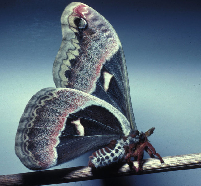 Hyalophora cecropia