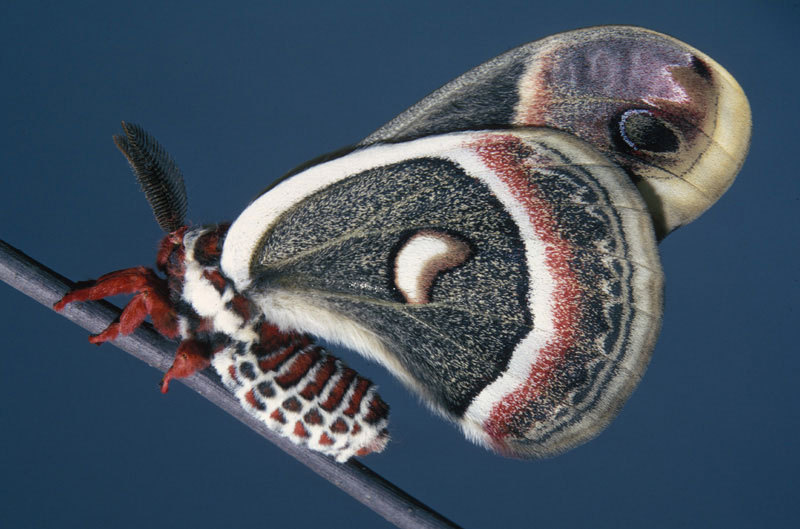 Hyalophora cecropia