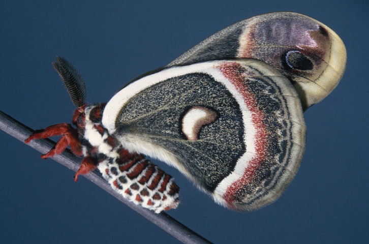 Photo of Hyalophora cecropia