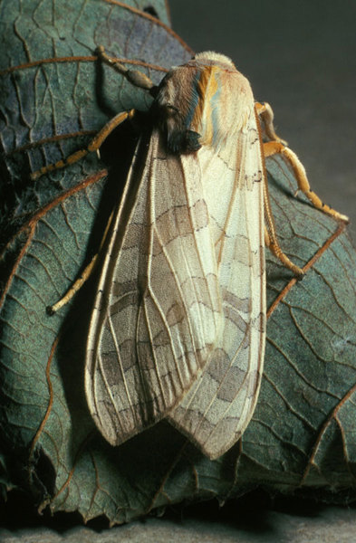 Lepidoptera