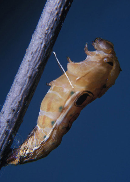 Papilionoidea