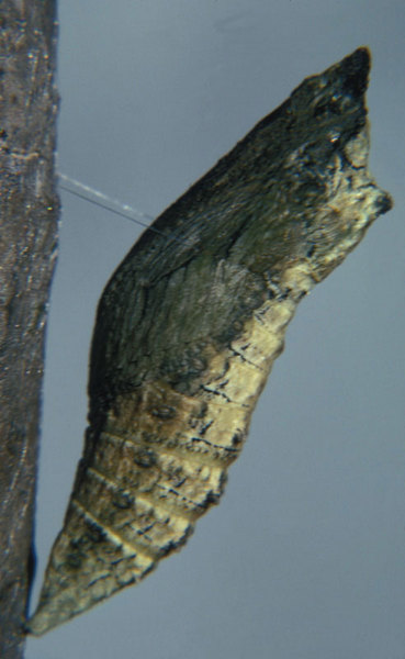 Papilionoidea