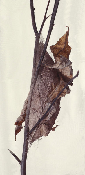 Hyalophora cecropia