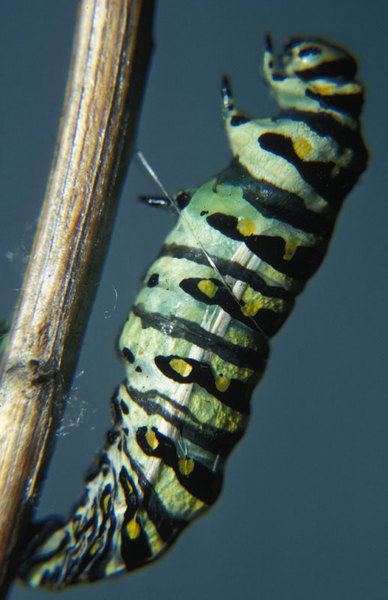 Papilio polyxenes