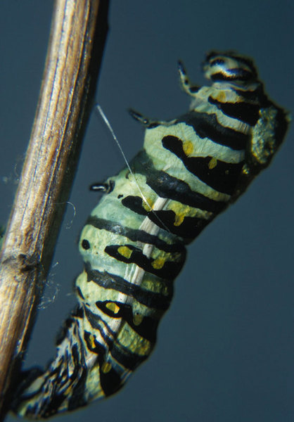 Papilio polyxenes