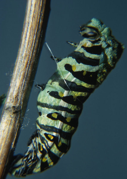 Papilio polyxenes