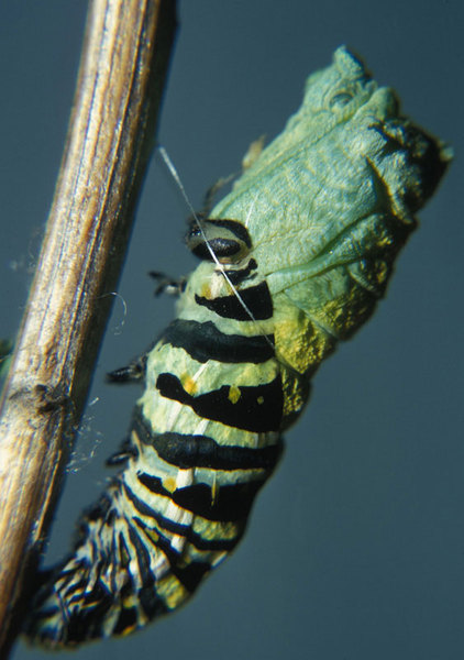 Papilio polyxenes