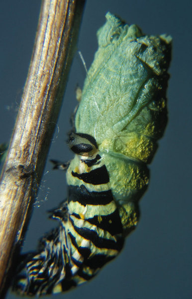 Papilio polyxenes