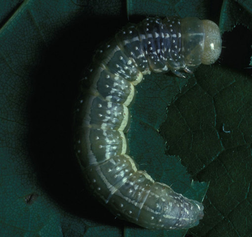 Photo of Lithophane antennata