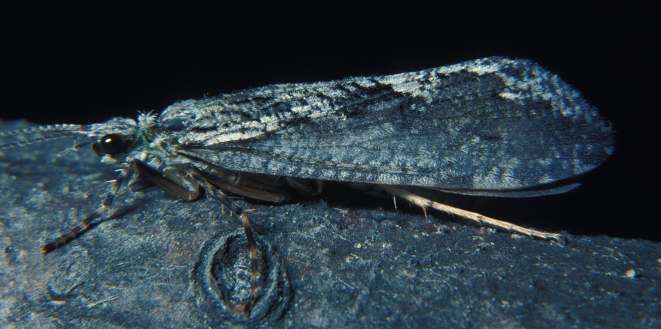 Photo of Trichoptera