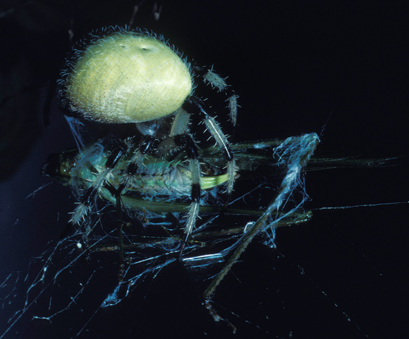 Photo of Araneus