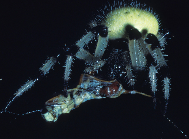 Photo of Araneus