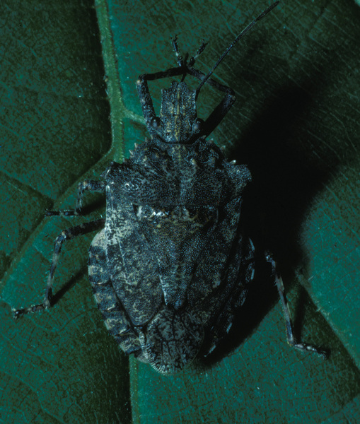 Pentatomoidea