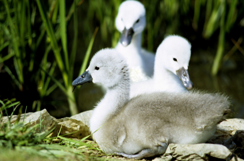 cygnusolorcygnets