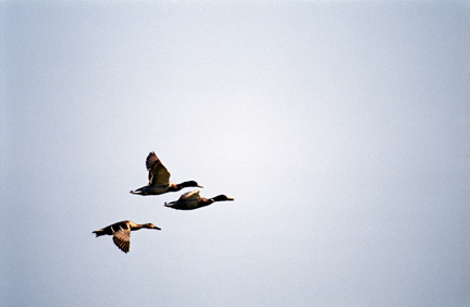 flyingmallard