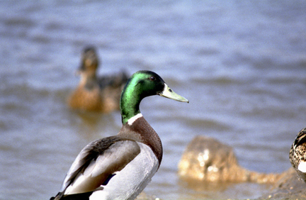 mallard