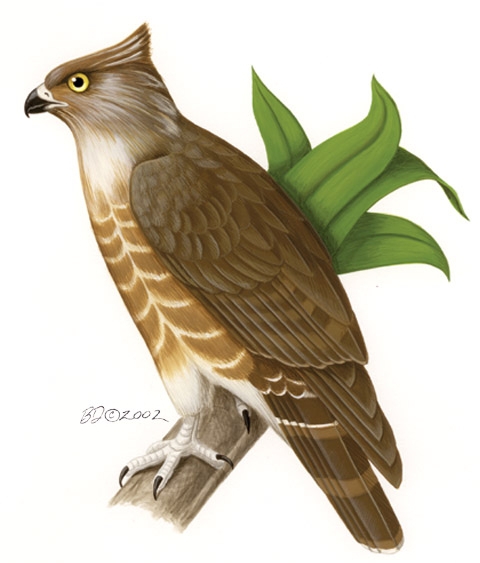 Falconiformes