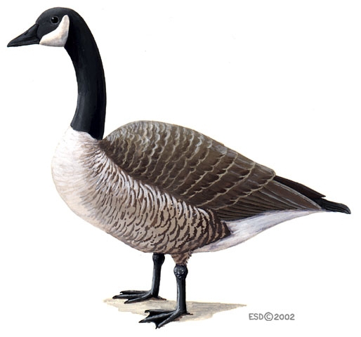 Branta_canadensis