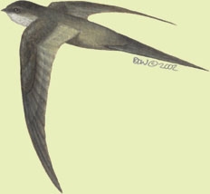 Deuterostomia