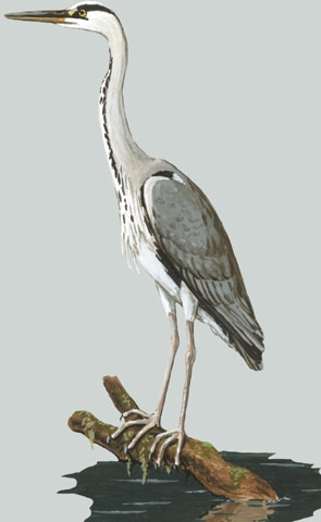 Ardea_cinerea