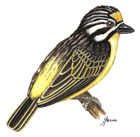 Piciformes