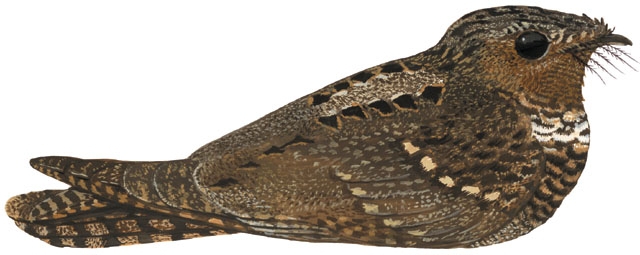 Caprimulgus_carolinensis