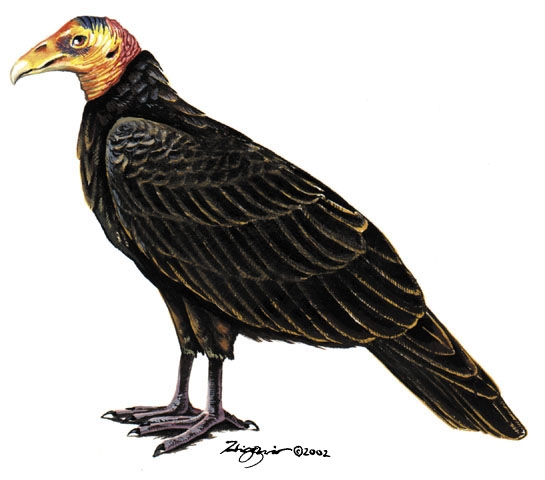 Falconiformes