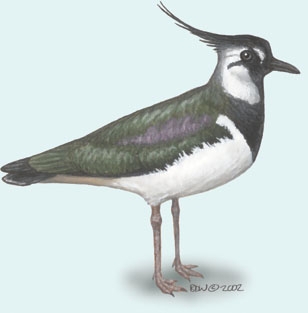 Vanellus_vanellus