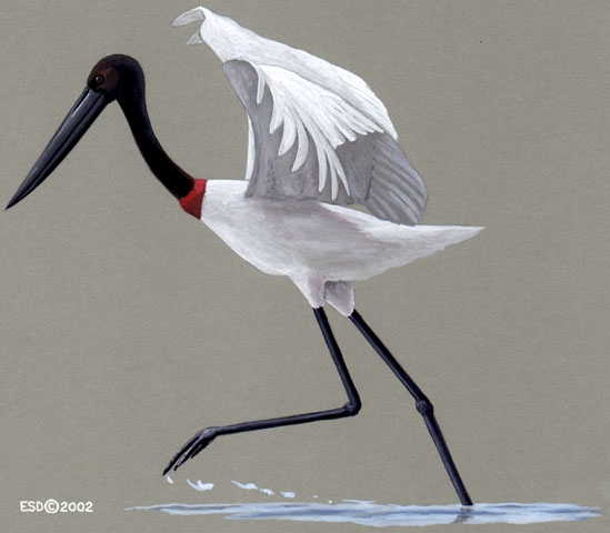 Jabiru_mycteria