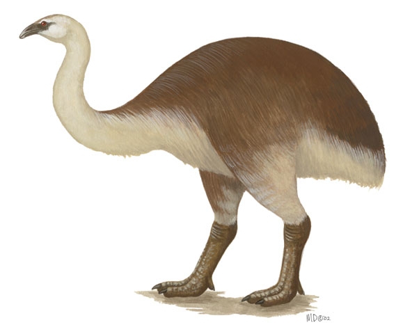 Dinornis_giganteus