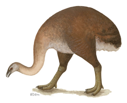 Dinornis_novaezealandiae