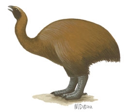 Deuterostomia