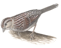 Deuterostomia