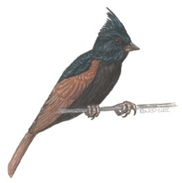 Sarcopterygii