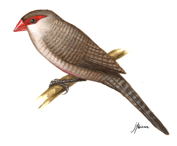 Sarcopterygii