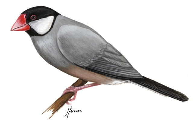 Deuterostomia