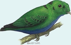 Deuterostomia