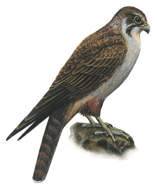 Deuterostomia