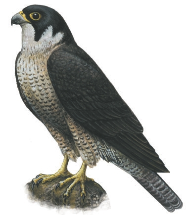 Falconinae