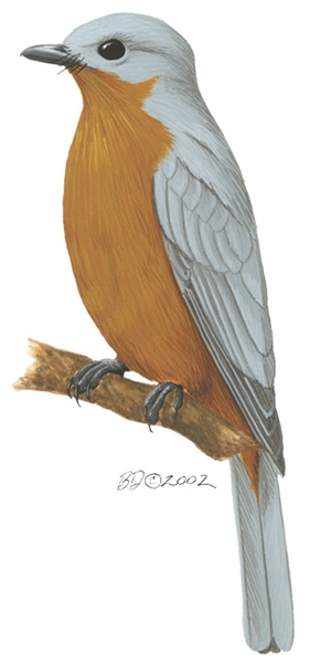 Empidornis_semipartitus